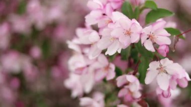 Yavaş çekim, yumuşak kamera hareketi, Bokeh arka planına karşı pembe elma çiçeklerini yakın plan.