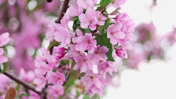 Slow Motion Smooth Camera Movement Close Pink Apple Flowers Bokeh — Stock Video