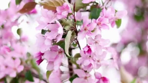 Slow Motion Smooth Camera Movement Close Pink Apple Flowers Bokeh — Stock Video