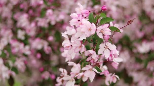 Повільний Рух Плавний Рух Камери Крупним Планом Рожеві Квіти Яблук — стокове відео