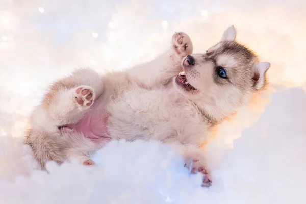 Piccolo Cucciolo Husky Mese Mezzo Lanugine Bianche Con Ghirlande Luminose — Foto Stock