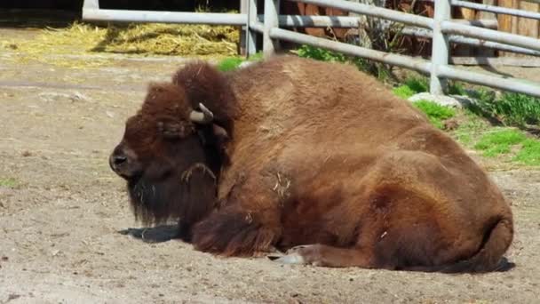 Velký Dospělý Bizon Leží Zemi Zoo Ohradě Žvýká — Stock video