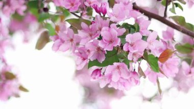 Yavaş çekim, düzgün kamera hareketi, pembe elma çiçeklerinin yakın plan görüntüsü, bokeh arka plan. Akıllı telefonlar ve sosyal ağlar için dikey video.