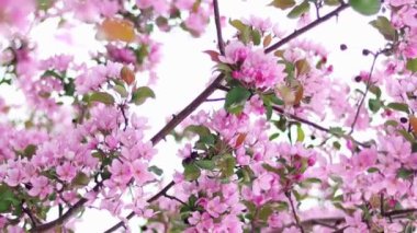 Yavaş çekim, düzgün kamera hareketi, pembe elma çiçeklerinin yakın plan görüntüsü, bokeh arka plan. Akıllı telefonlar ve sosyal ağlar için dikey video.