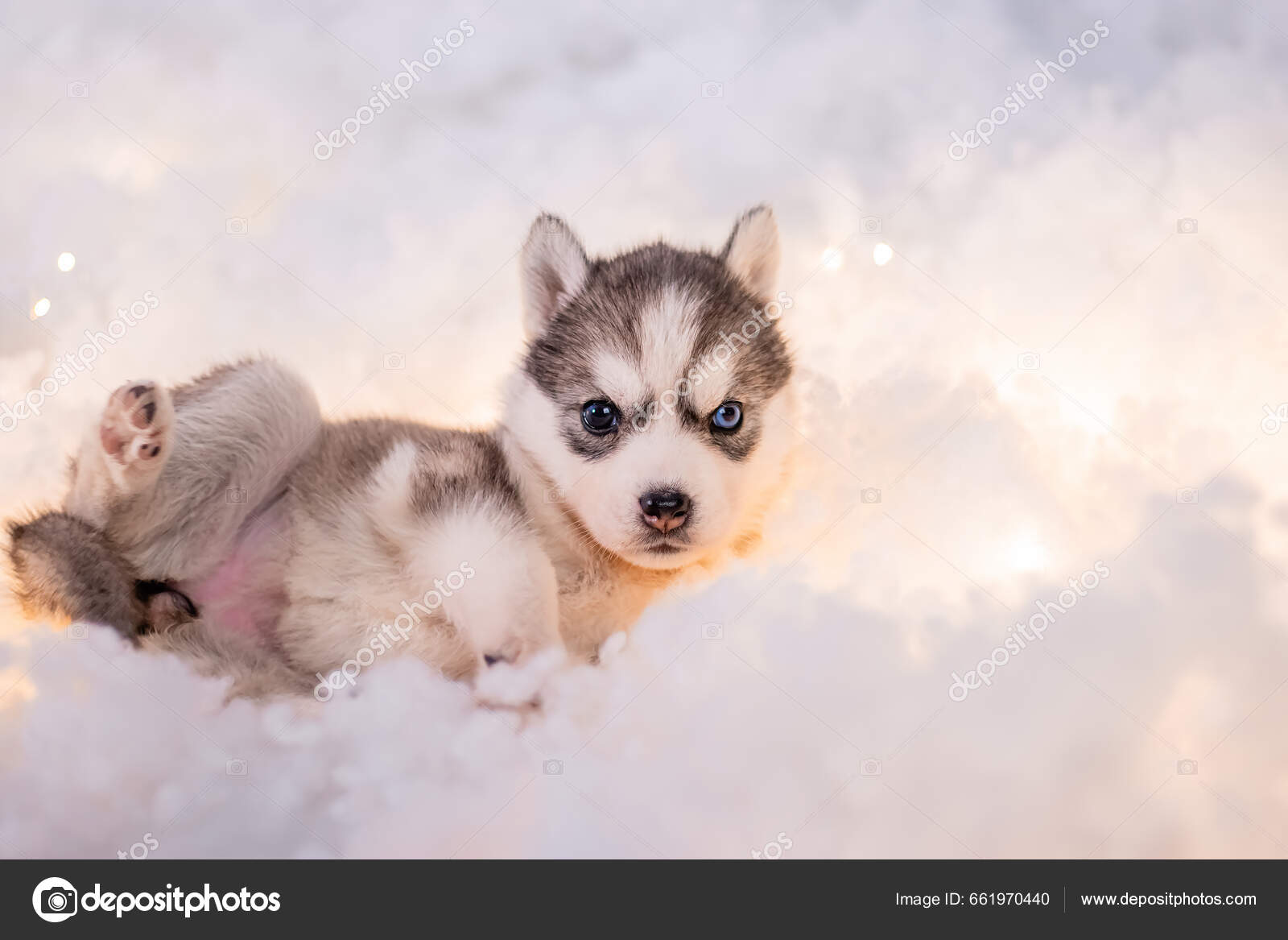 Puppy Cute Snow Baby Husky Breed Baby Husky White Siberian Husky