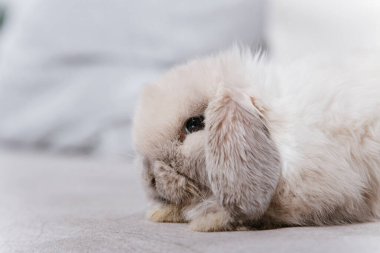 Kanepede oturan sarkık kulaklı tavşanın yakın plan portresi..