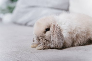 Kanepede oturan sarkık kulaklı tavşanın yakın plan portresi..