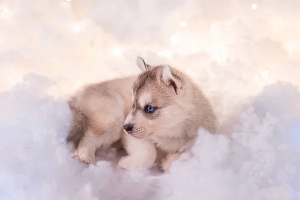 Little One Half Month Old Husky Puppy White Fluff Luminous — стоковое фото