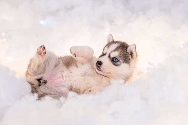 Little One Half Month Old Husky Puppy White Fluff Luminous — Zdjęcie stockowe
