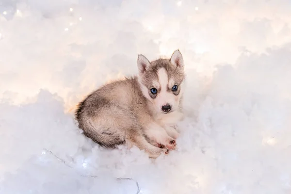 Ein Kleiner Eineinhalb Monate Alter Husky Welpe Auf Weißem Flaum — Stockfoto