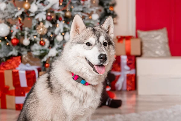 Retrato Cerca Husky Gris Sentado Fondo Las Decoraciones Navidad Árbol — Foto de Stock