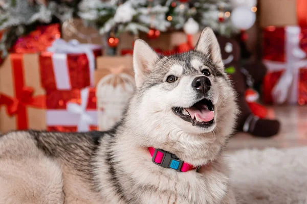 Retrato Cerca Husky Gris Sentado Fondo Las Decoraciones Navidad Árbol —  Fotos de Stock