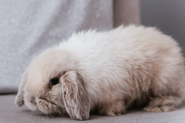 Крупным Планом Портрет Серого Кролика Сидящего Диване — стоковое фото