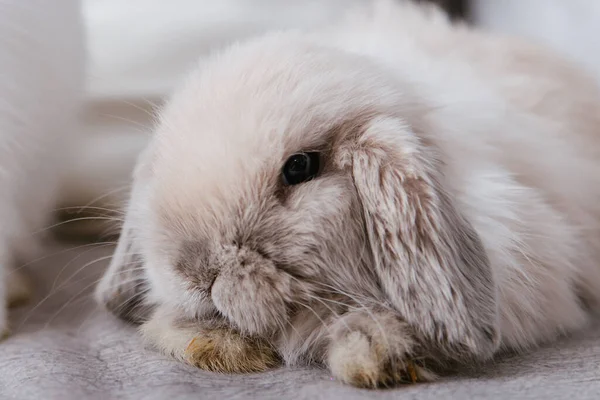 Крупным Планом Портрет Серого Кролика Сидящего Диване — стоковое фото