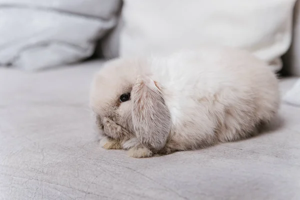 ソファの上に座っている灰色の唇形のウサギのクローズアップ肖像画 — ストック写真