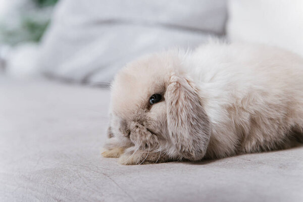 Close-up portrait of a gray lop-eared rabbit sitting on a sofa.