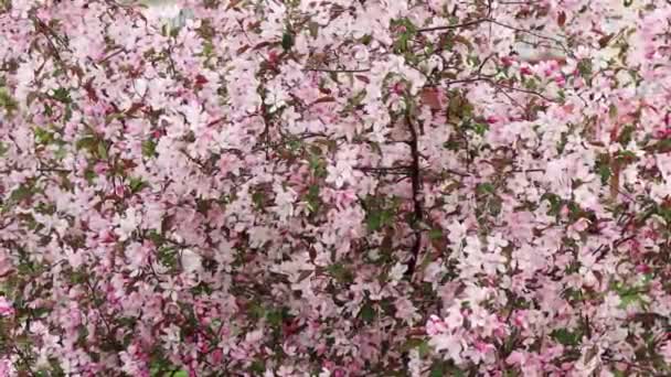 Movimento Câmera Liso Flores Rosa Uma Árvore Maçã Contra Céu — Vídeo de Stock