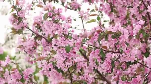 Gładki Aparat Ruch Różowe Kwiaty Jabłoni Przeciw Białemu Niebu — Wideo stockowe