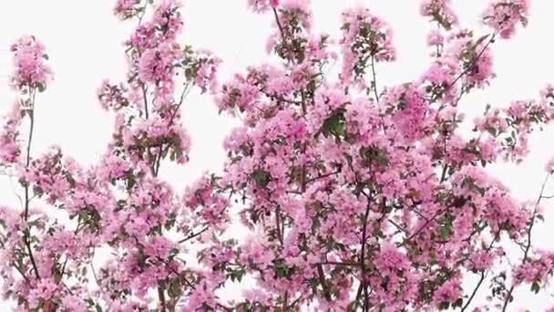 滑らかなカメラの動き 白い空に対するリンゴの木のピンクの花 — ストック動画