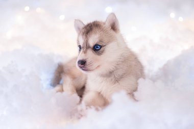 A little one and a half month old husky puppy on white fluff with luminous garlands.