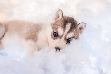 Küçük bir buçuk aylık, parlak çelenklerle bembeyaz kabarık tüylü bir köpek yavrusu..