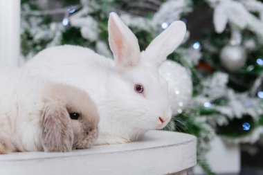 Bir Noel ağacının arka planında iki tavşan oturuyor..