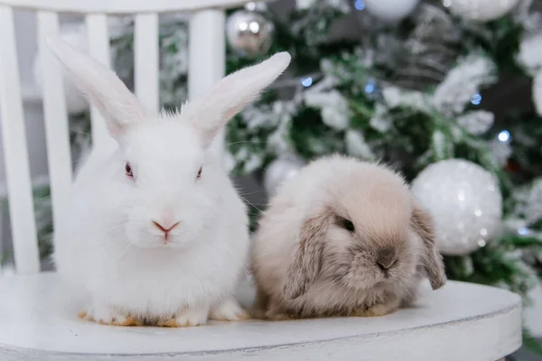 Zwei Hasen Sitzen Auf Dem Hintergrund Eines Weihnachtsbaums — Stockfoto