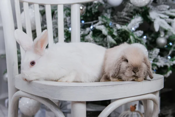 Zwei Hasen Sitzen Auf Dem Hintergrund Eines Weihnachtsbaums — Stockfoto