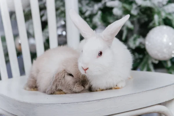 Два Кролика Сидят Фоне Елки — стоковое фото