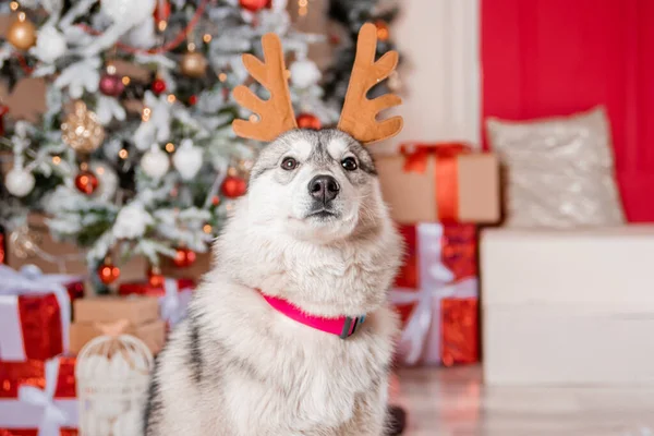 Retrato Husky Gris Con Cuernos Ciervo Fondo Las Decoraciones Navidad — Foto de Stock