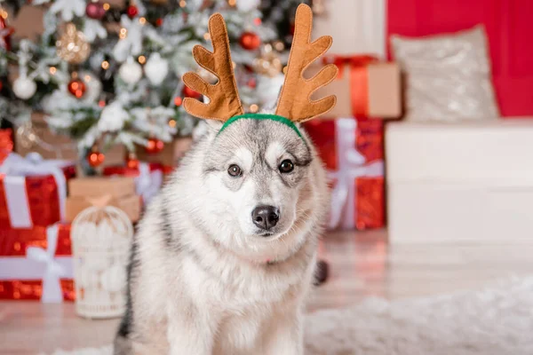 Portret Szarego Husky Poroża Jelenia Tle Dekoracji Świątecznych Ozdobionej Choinki — Zdjęcie stockowe