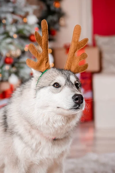 Retrato Husky Cinza Com Chifres Veado Fundo Decorações Natal Uma — Fotografia de Stock