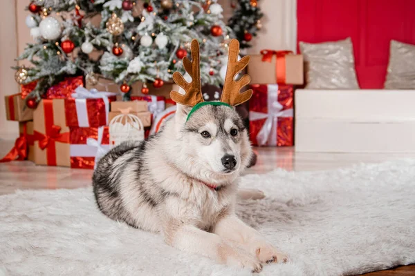 Retrato Husky Gris Con Cuernos Ciervo Fondo Las Decoraciones Navidad —  Fotos de Stock