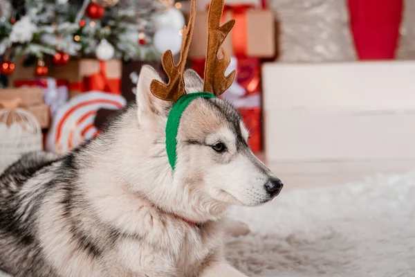 Retrato Husky Gris Con Cuernos Ciervo Fondo Las Decoraciones Navidad — Foto de Stock