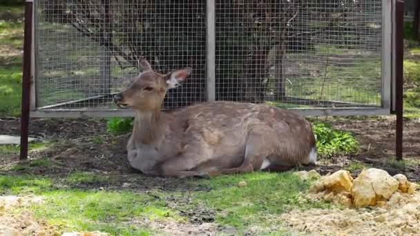 Roe Deer Zoo Enclosure — Stock Video