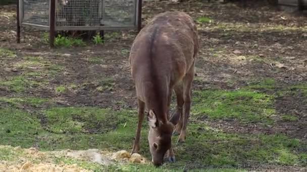 動物園の囲いの中の鹿 — ストック動画