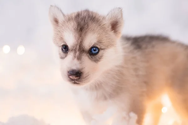 Een Kleine Anderhalve Maand Oude Husky Puppy Staan Witte Pluis — Stockfoto