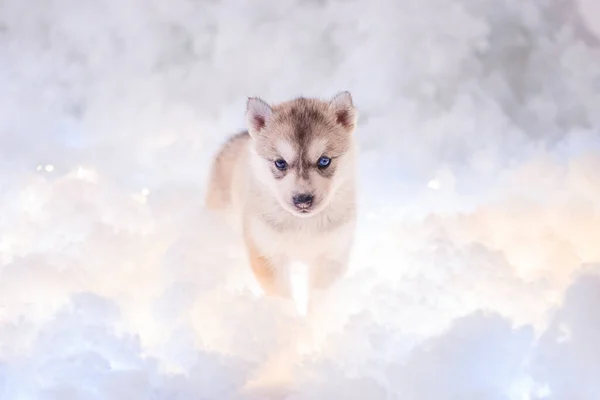 Filhote Cachorro Husky Mês Meio Idade Cotão Branco Com Guirlandas — Fotografia de Stock