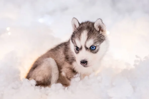 Little One Half Month Old Husky Puppy Stand White Fluff — Stock Photo, Image