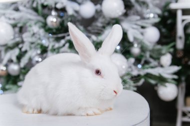 Beyaz tüylü tavşan Noel ağacının arka planında.