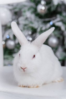 Beyaz tüylü tavşan Noel ağacının arka planında.