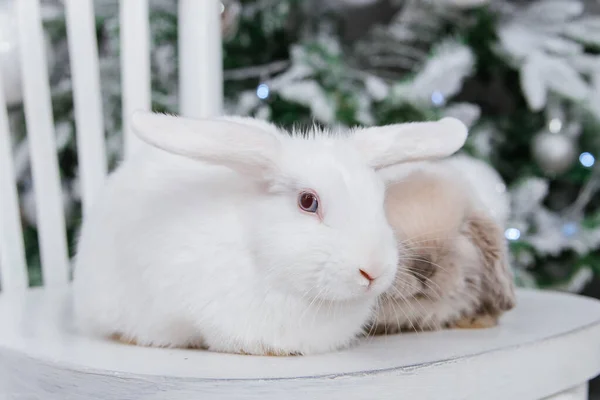 Белый Пушистый Кролик Заднем Плане Ёлки — стоковое фото