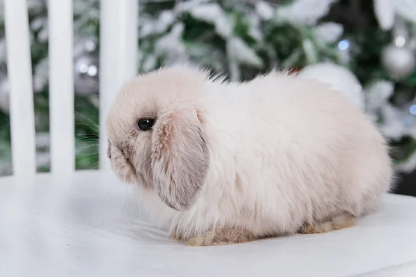 Conejo Blanco Esponjoso Sobre Fondo Bokeh Del Árbol Navidad —  Fotos de Stock