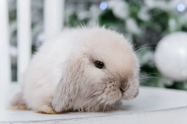 White Fluffy Rabbit Bokeh Background Christmas Tree — Stock Photo, Image