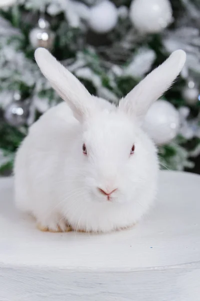Coniglio Bianco Soffice Sullo Sfondo Bokeh Dell Albero Natale — Foto Stock