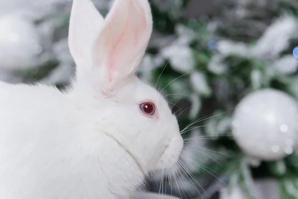 Weiße Flauschige Kaninchen Auf Dem Bokeh Hintergrund Des Weihnachtsbaums — Stockfoto