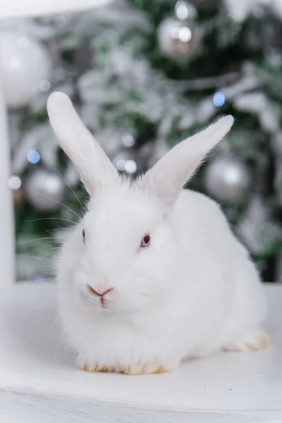 Λευκό Χνουδωτό Κουνέλι Στο Φόντο Bokeh Του Χριστουγεννιάτικου Δέντρου — Φωτογραφία Αρχείου