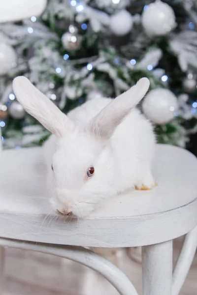 Λευκό Χνουδωτό Κουνέλι Στο Φόντο Bokeh Του Χριστουγεννιάτικου Δέντρου — Φωτογραφία Αρχείου