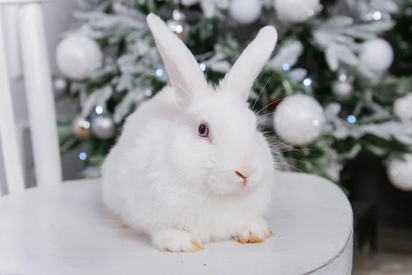 Conejo Blanco Esponjoso Sobre Fondo Bokeh Del Árbol Navidad —  Fotos de Stock