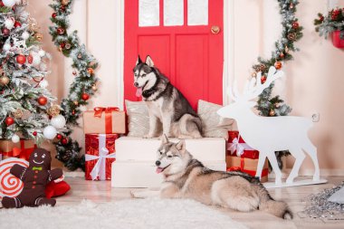 Noel ağacı ve yılbaşı süslemelerinin yanındaki stüdyoda iki iri köpek oturuyor..